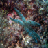 Spiny Starfish - Marthaterias glacialis - Slow motion